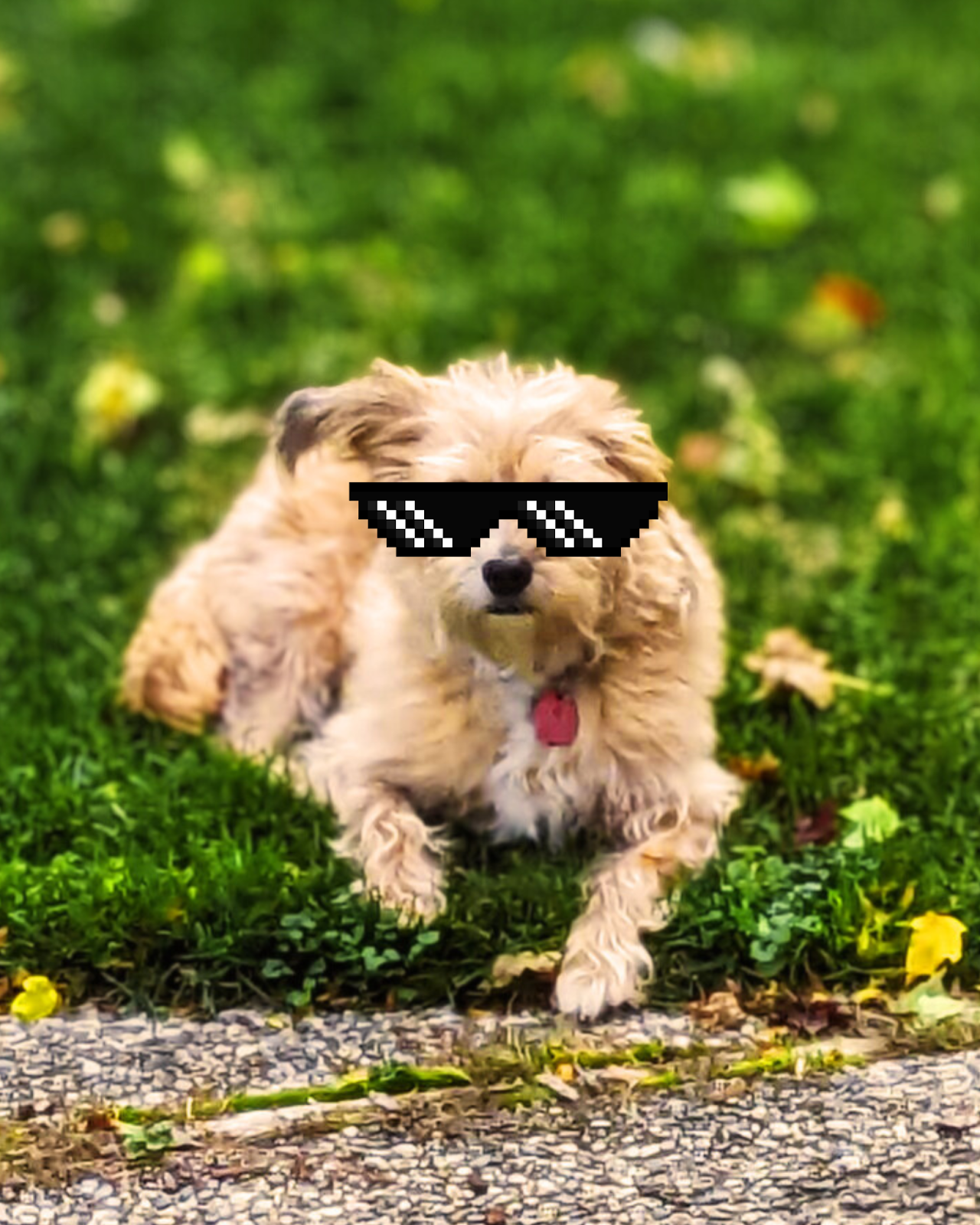 This is a Dizzy-aster!🥽